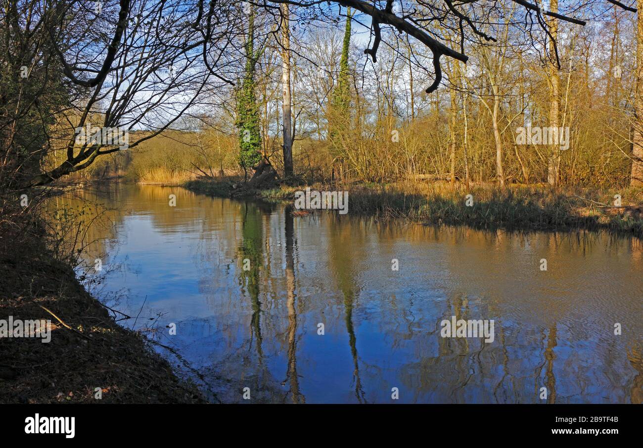 Una tranquilla vista del fiume Wensum con riflessi che attraversano piccoli boschi a Ringland, Norfolk, Inghilterra, Regno Unito, Europa. Foto Stock