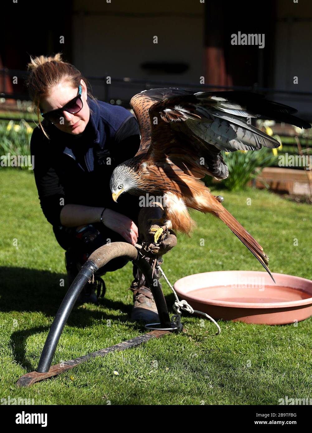 Holly Cale che tiene un aquilone rosso al Centro Internazionale per gli Uccelli di Prey a Newent, dopo che il primo Ministro Boris Johnson ha messo il Regno Unito in blocco per contribuire a frenare la diffusione del coronavirus. Foto Stock