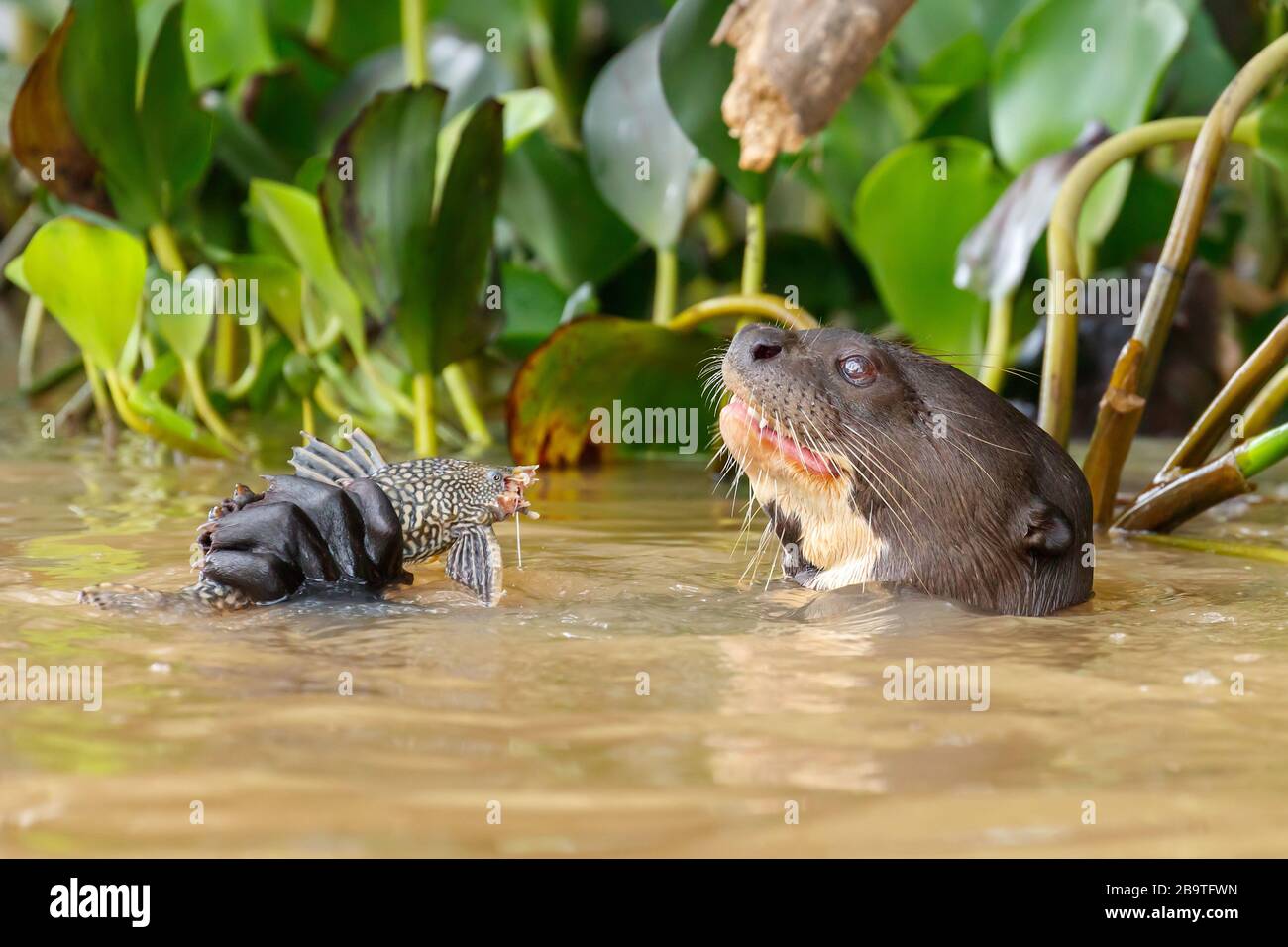 Il fiume gigante sudamericano Otter mangiare pesce nell'acqua del fiume Cuiaba a Pantanal, Brasile Foto Stock