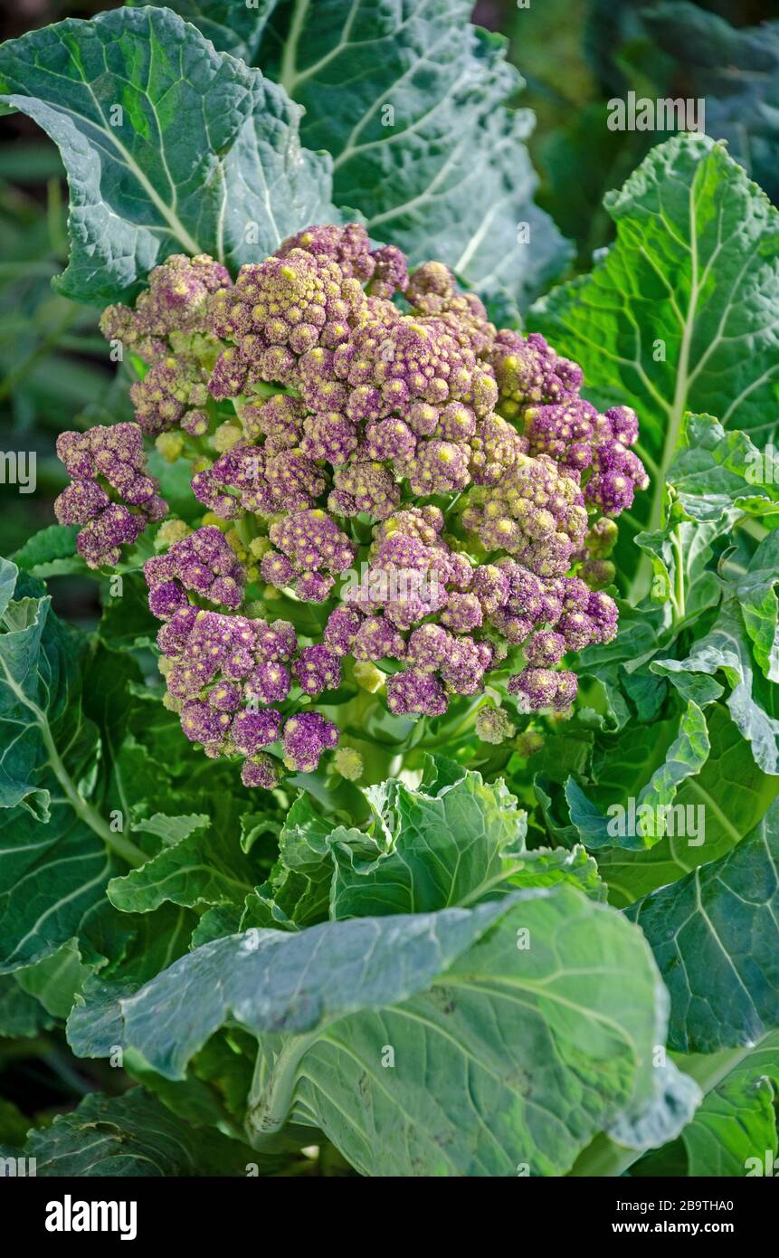 Il Romanesco, noto anche come brocfiore o cavolfiore romano, è un chartreuse, vegetale dall'aspetto unico apprezzato per il suo aspetto e il sapore delicato. Foto Stock