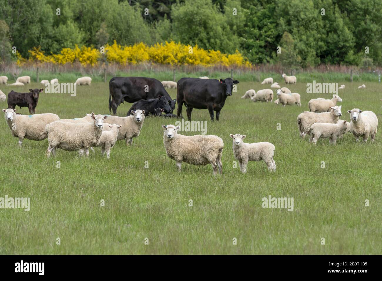 Agnelli, mucche e pecore si riversano in verde campagna, sparato in luce brillante primavera vicino Eyre Creek, Southland, South Island, Nuova Zelanda Foto Stock