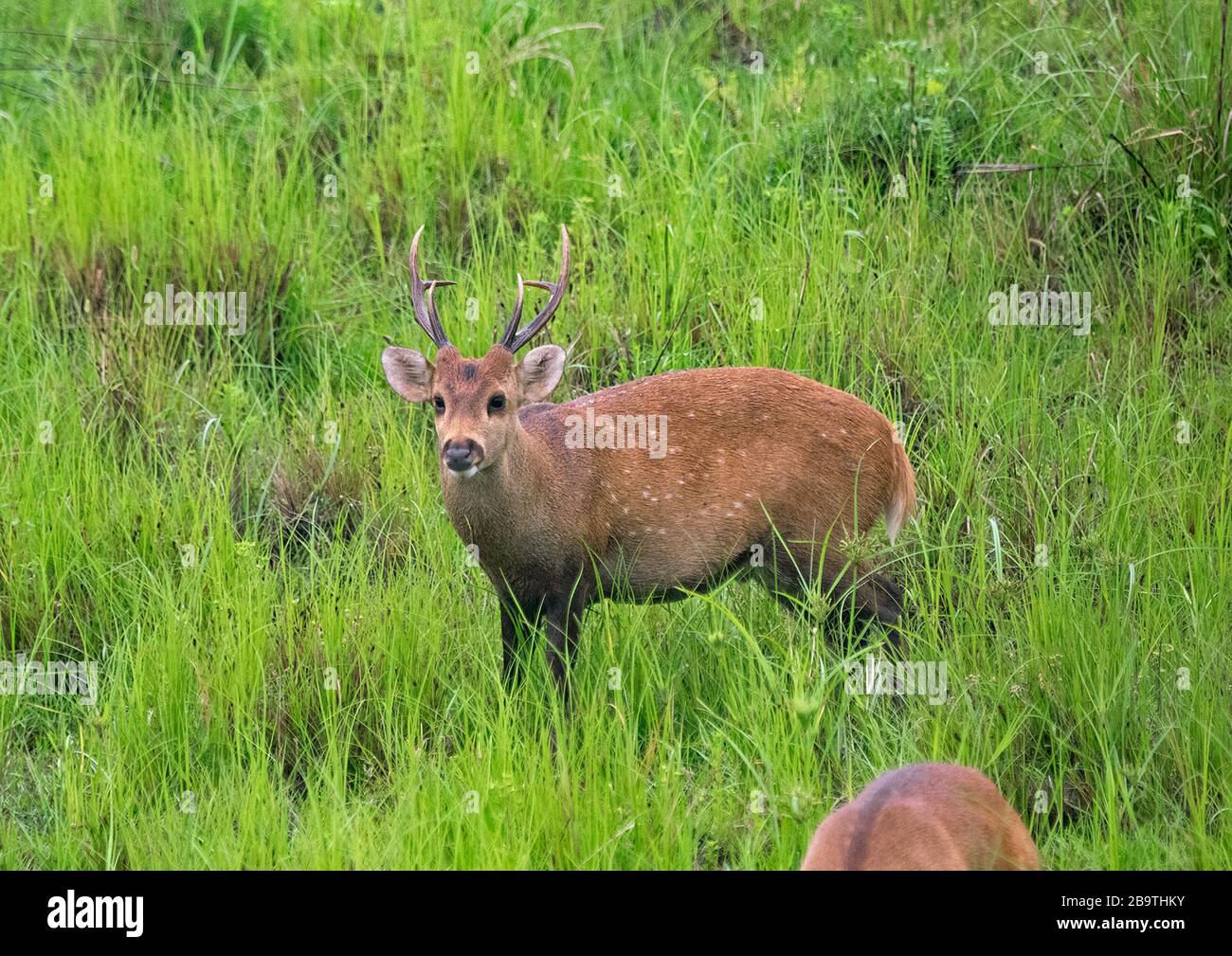 Indiano Hog Deer al Parco Nazionale Kaziranga, Assam, India Foto Stock