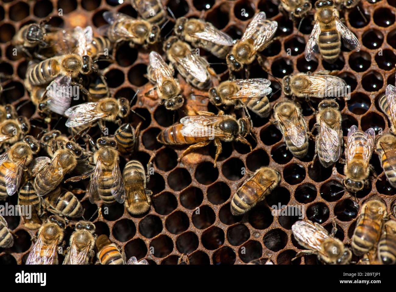 La regina ape caldo - fuoco selettivo Foto Stock