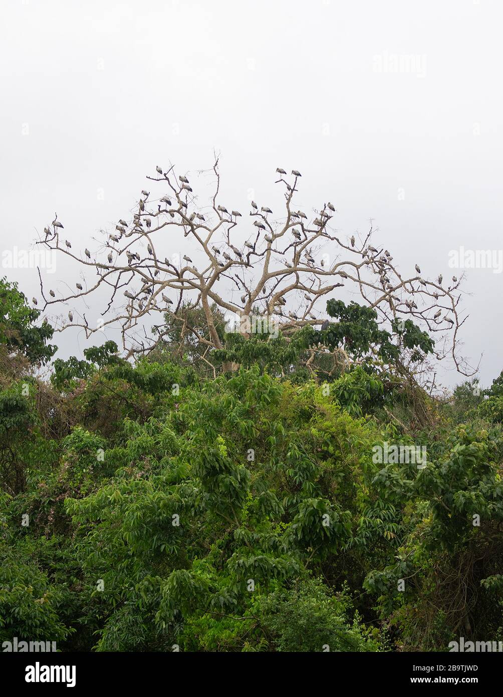 Asian Openbill Storks su un albero a Kaziranga National Park, Assam, India Foto Stock