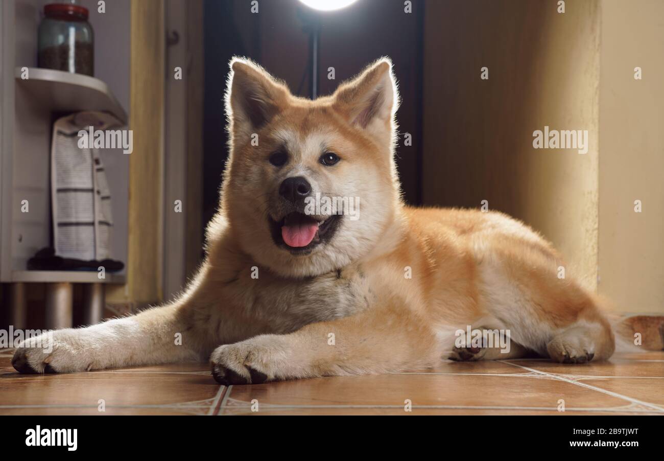 Akita inu giapponese cane sittin accanto cibo per animali domestici con luce drammatica al coperto Foto Stock