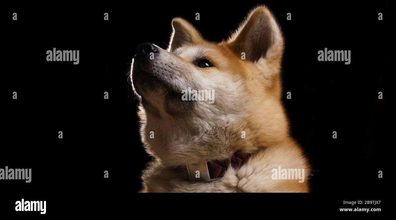 Scatto panoramico del cane Akita inu volto guardando su sfondo scuro con spazio copia Foto Stock