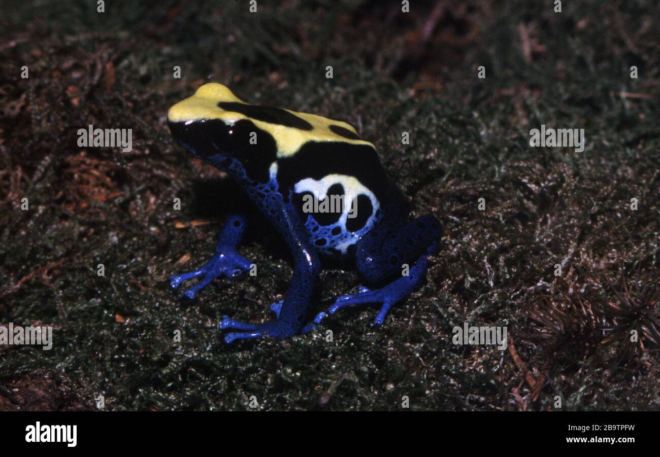 Okopipi freccia rana, Dendrobies tintorius Foto Stock