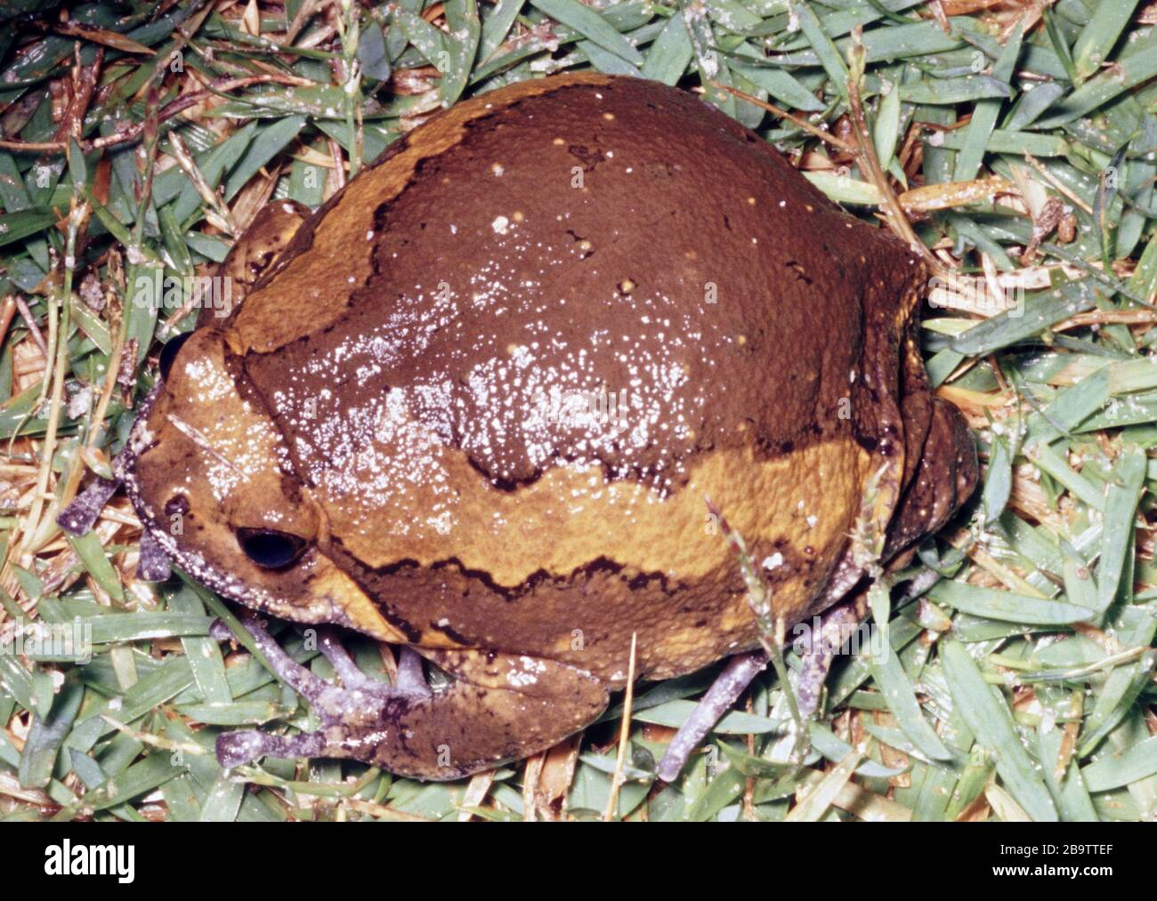 Frog a bande, Kaloula pulchra Foto Stock