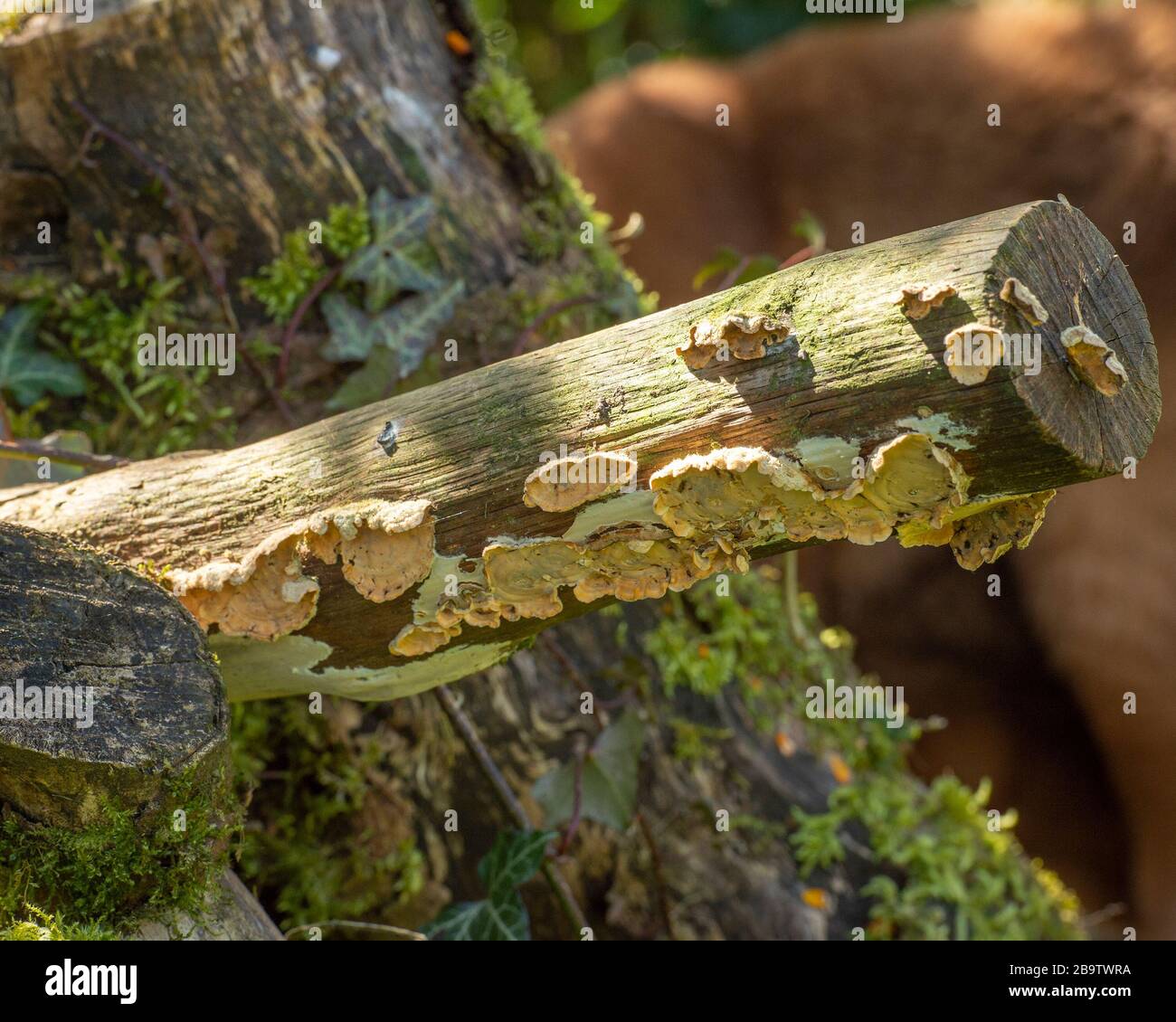 licheni su legno morto Foto Stock
