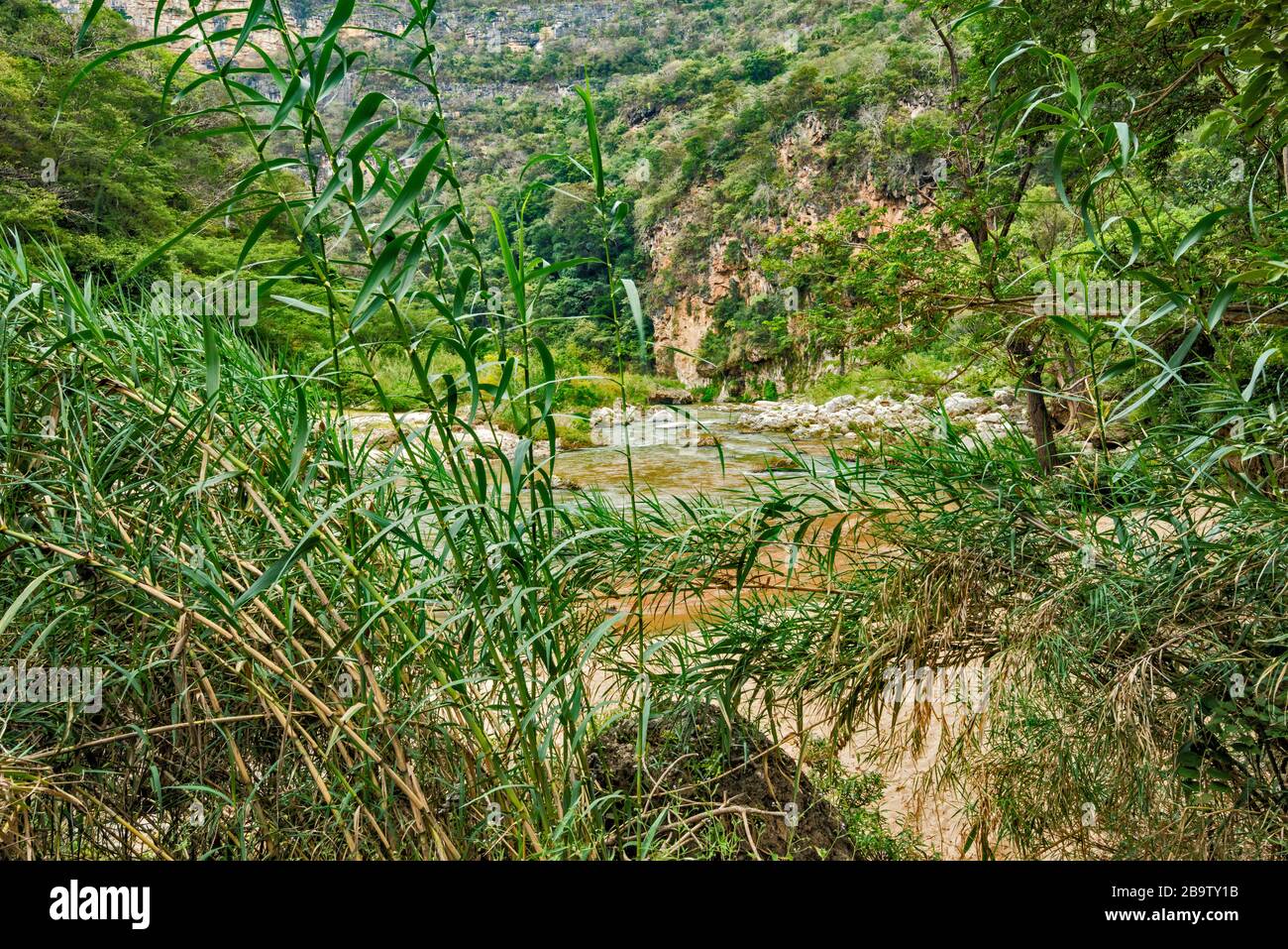 Canne a Rio la Venta Canyon, vicino Cascada El Aguacero, vicino Ocozocoautla, Chiapas, Messico Foto Stock