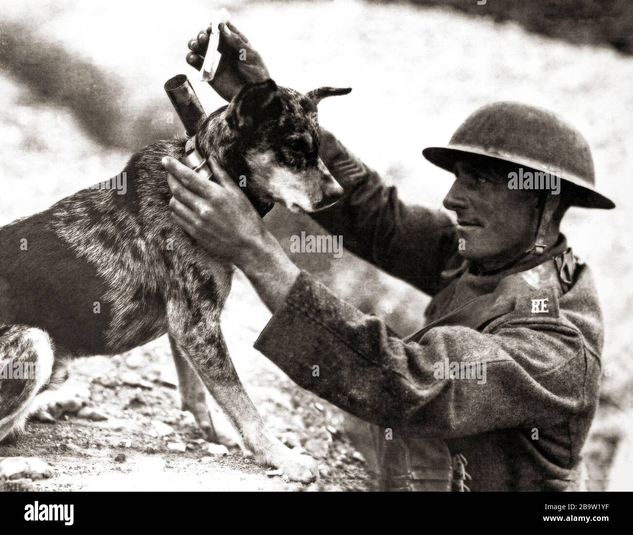 Un soldato degli ingegneri reali che invia una comunicazione da parte della guerra mondiale un cane messaggero nella regione Nord-Pas-de-Calais della Francia, agosto 1918. Foto Stock