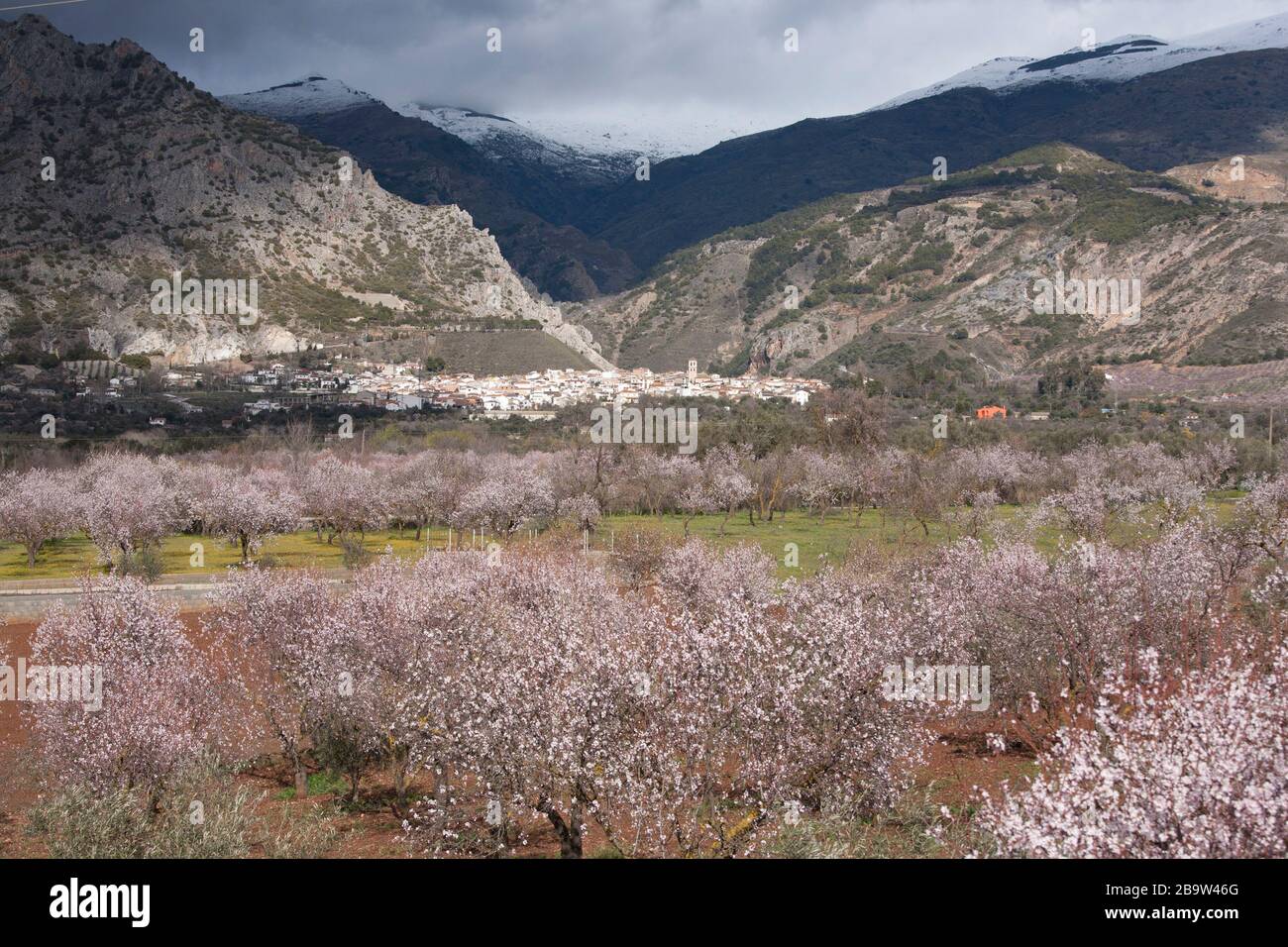 Paesaggio di mandorle in fiore che crescono intorno a Nigüelas, Granada, Andalusia, Spagna Foto Stock