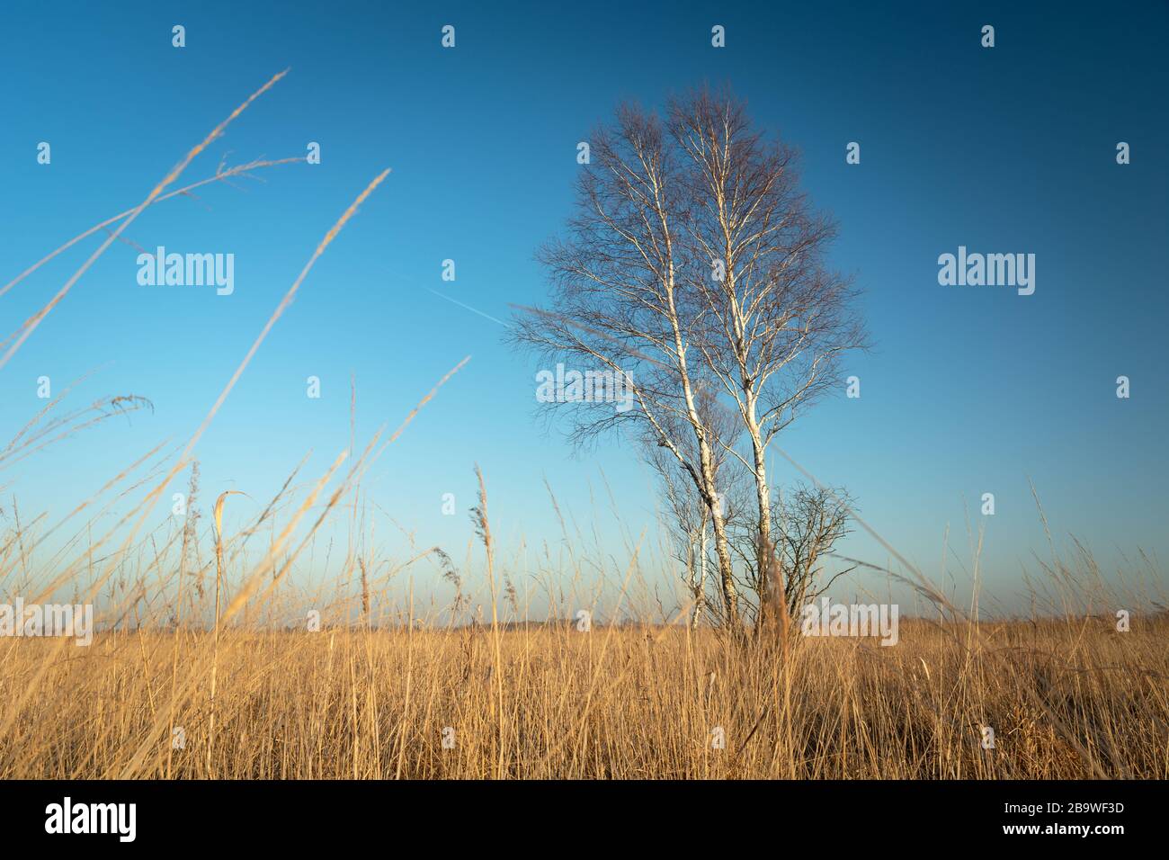 Alberi di betulla e erba gialla, vista su una giornata di sole Foto Stock