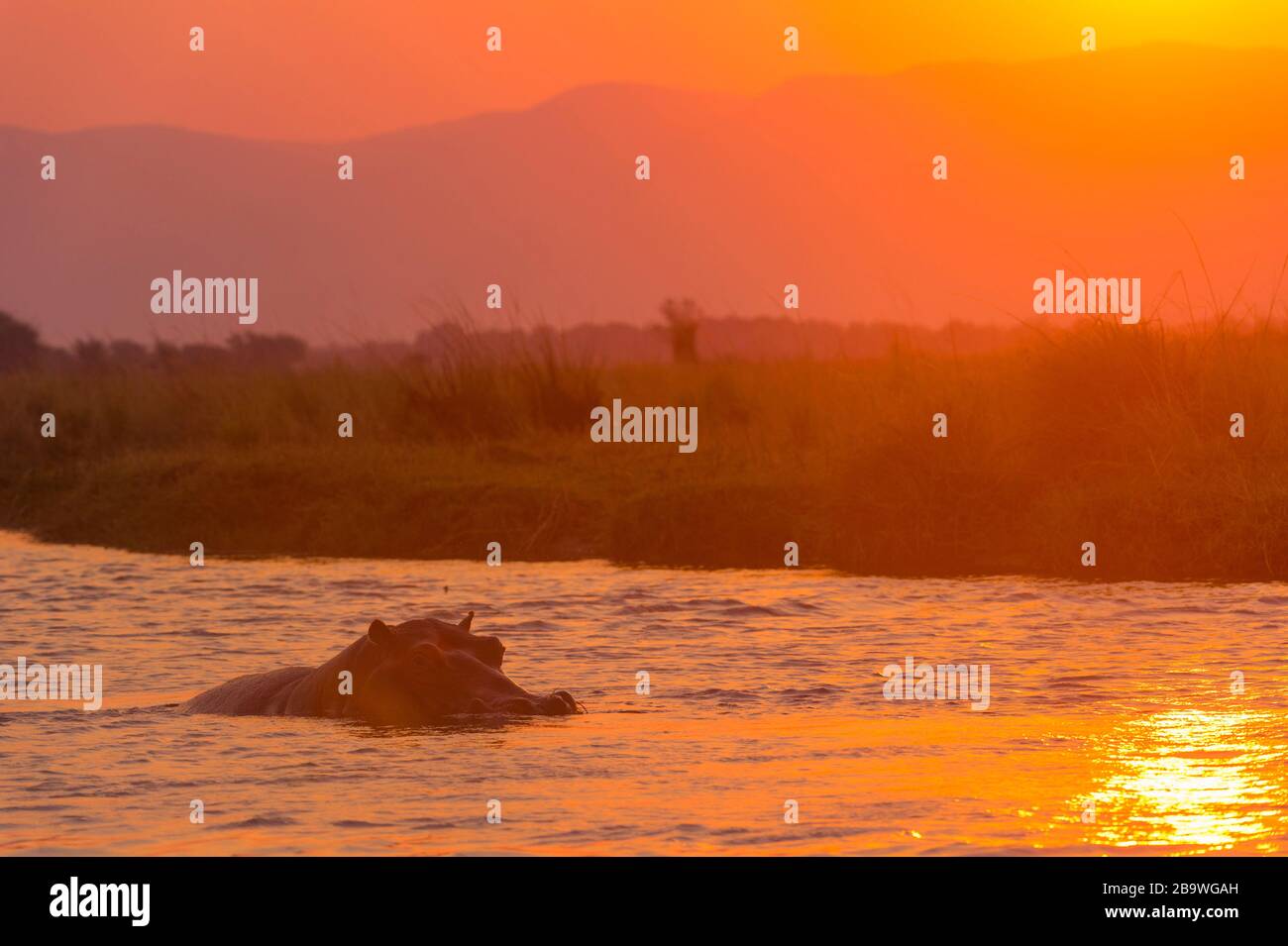 Un Hippopotamus visto nel fiume Zambesi al tramonto, Mana Pools National Park, Zimbabwe. Foto Stock