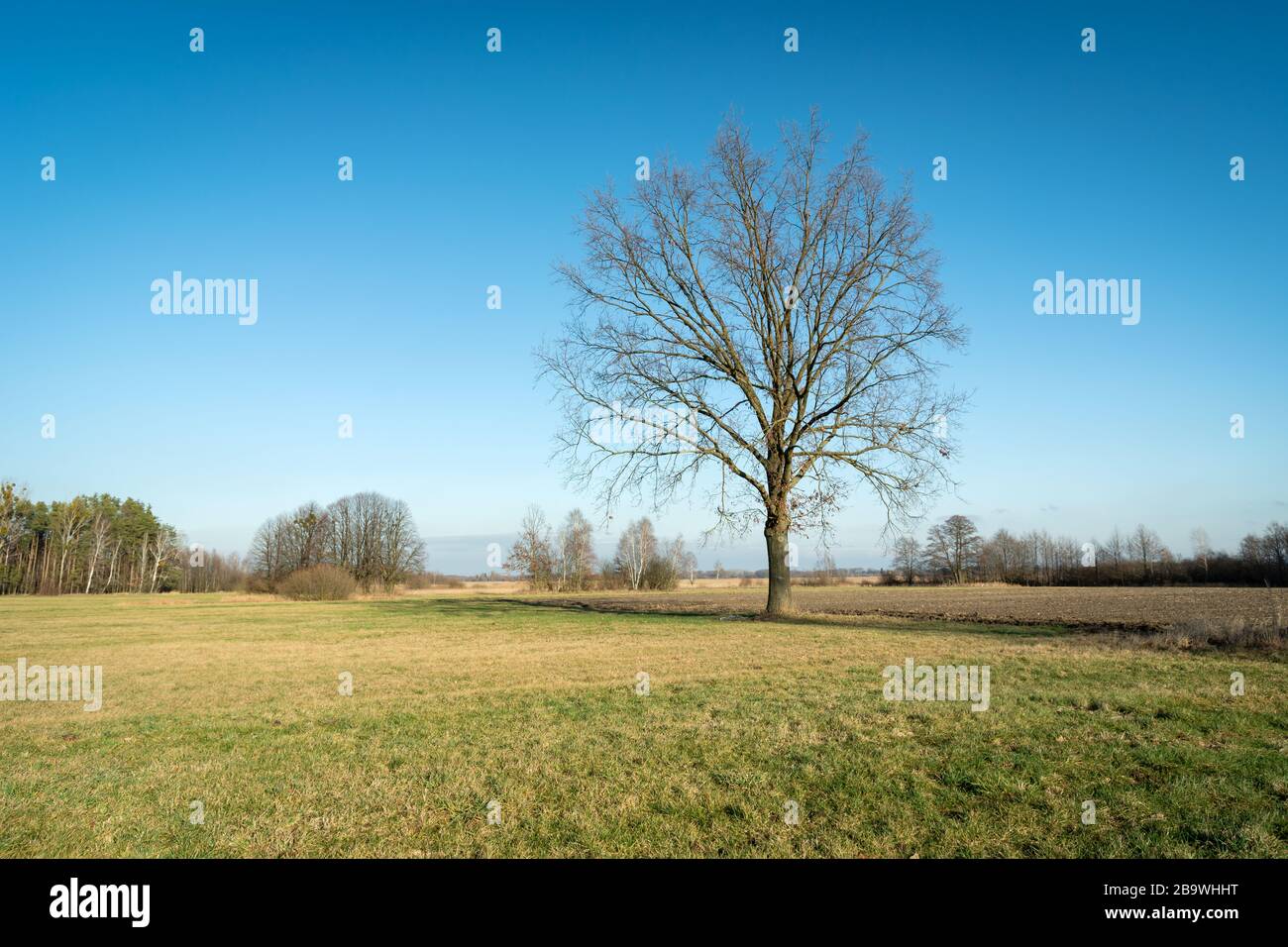 Grande quercia senza foglie nel campo, vista su una giornata di sole Foto Stock