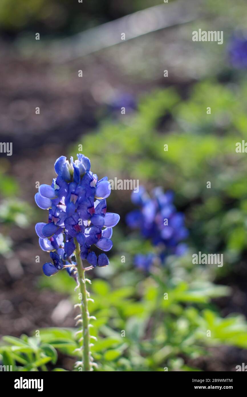 Un cofano blu che è di luce posteriore dal sole al Water Lily Garden a San Angelo, Texas, Stati Uniti Foto Stock