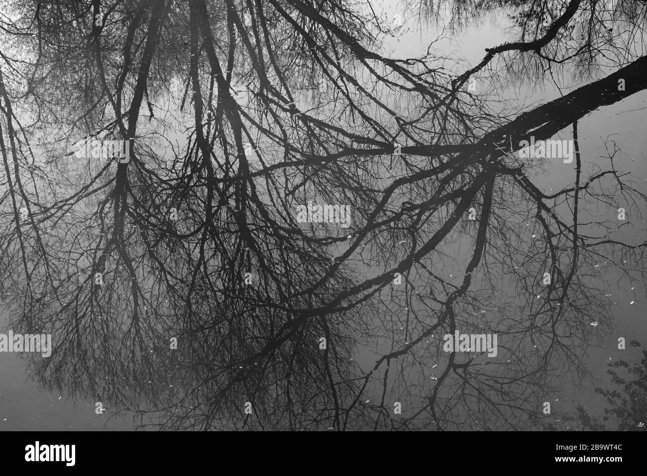 Riflessi all'interno dell'acqua Foto Stock