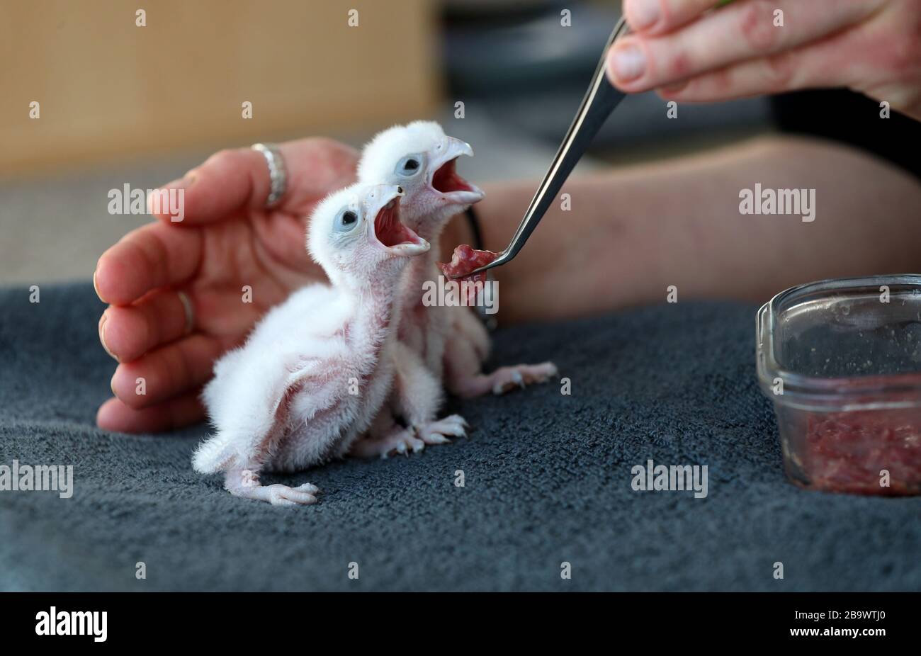 Baby Leggar falcons al Centro Internazionale per gli Uccelli di Prey a Newent. Il centro è attualmente chiuso al pubblico dopo che il primo ministro Boris Johnson ha preso la decisione di mettere il Regno Unito in blocco per contribuire a frenare la diffusione del coronavirus. Foto Stock