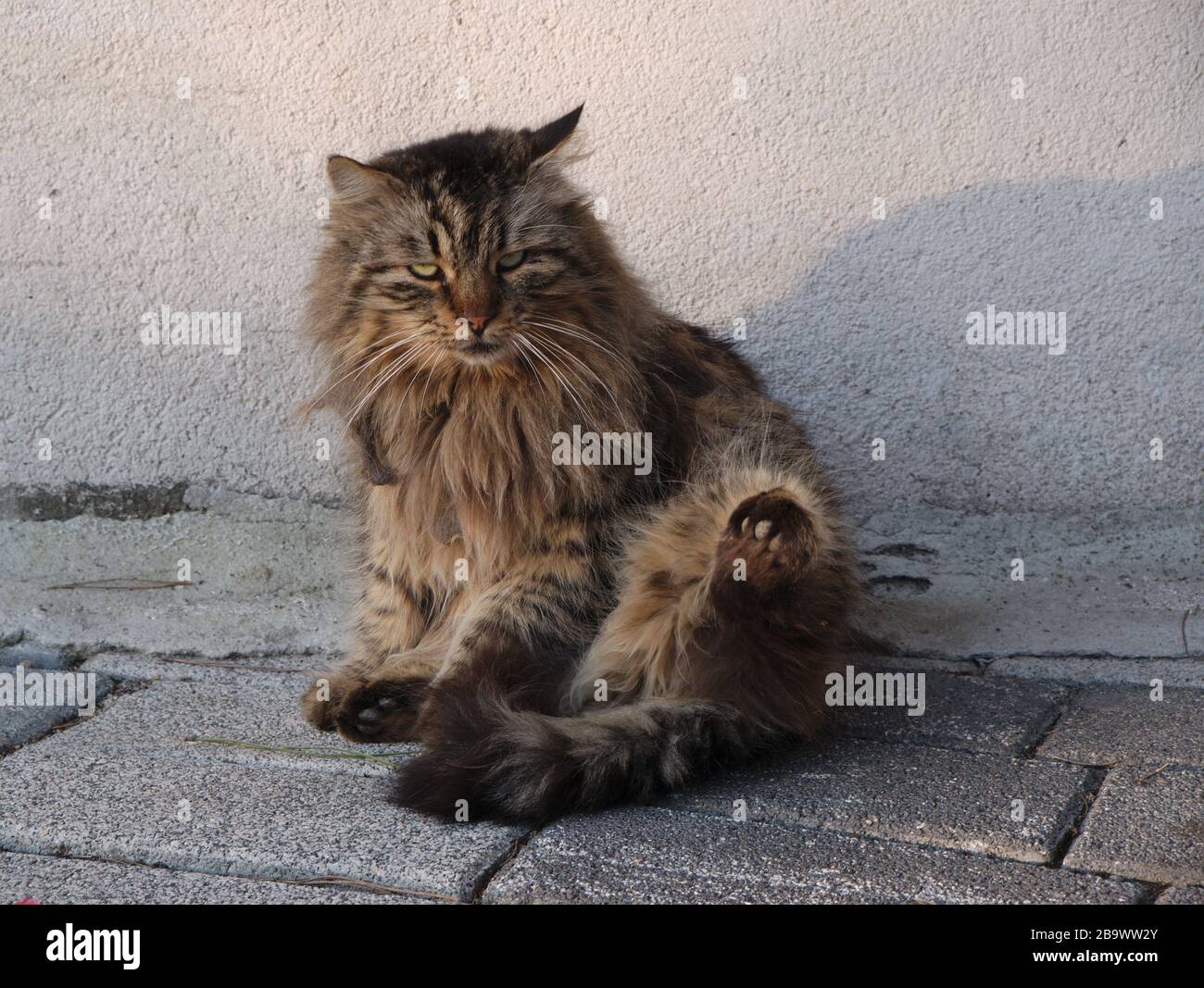 Frustrato e nervoso randagi gatto mostrando la sua zampa di attacco Foto Stock