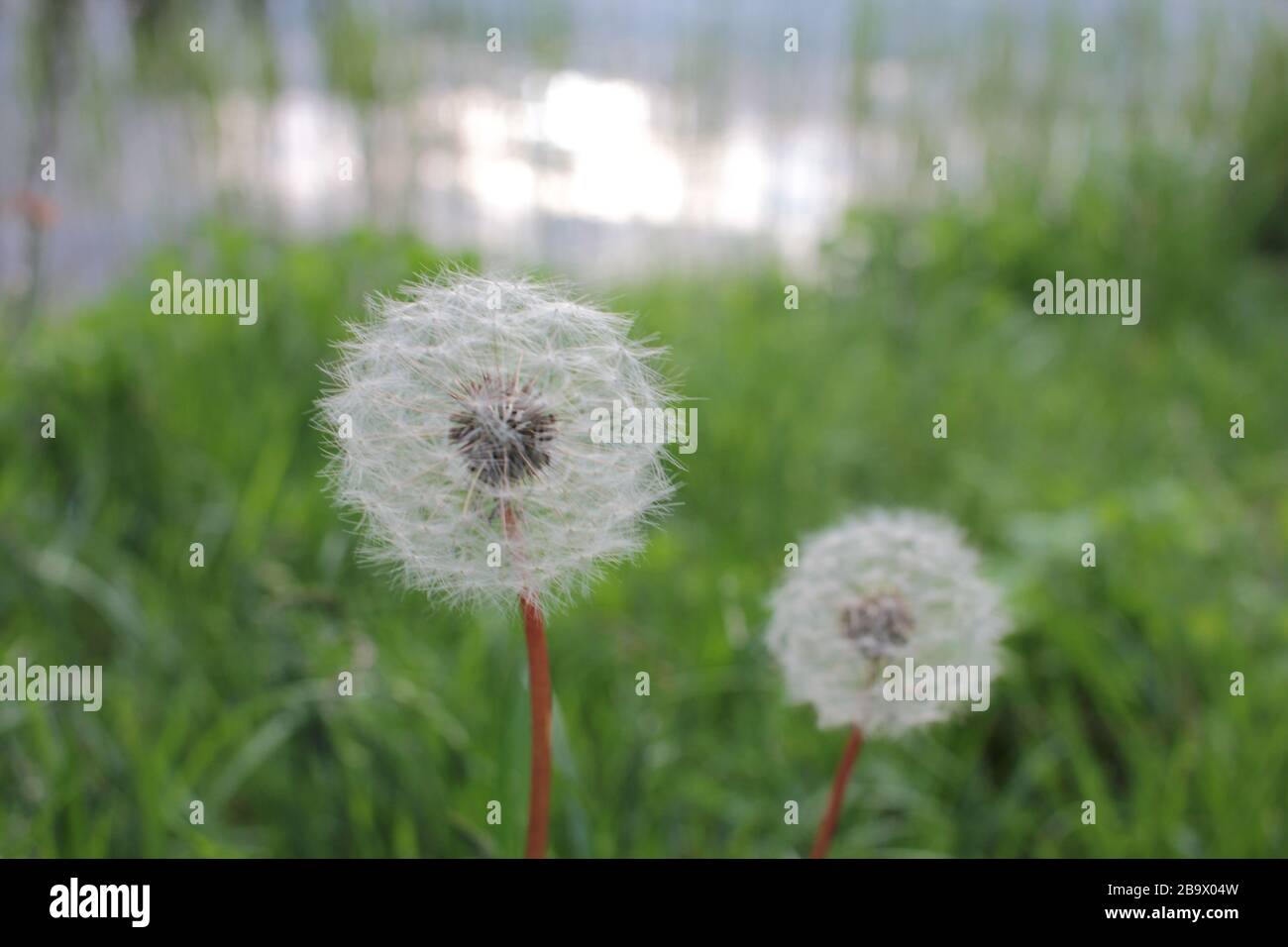 Palla di dente di leone (Taraxacum officinale) nella luce del sole di controllo contro lo sfondo del fiume e cielo serale. Primo piano Foto Stock