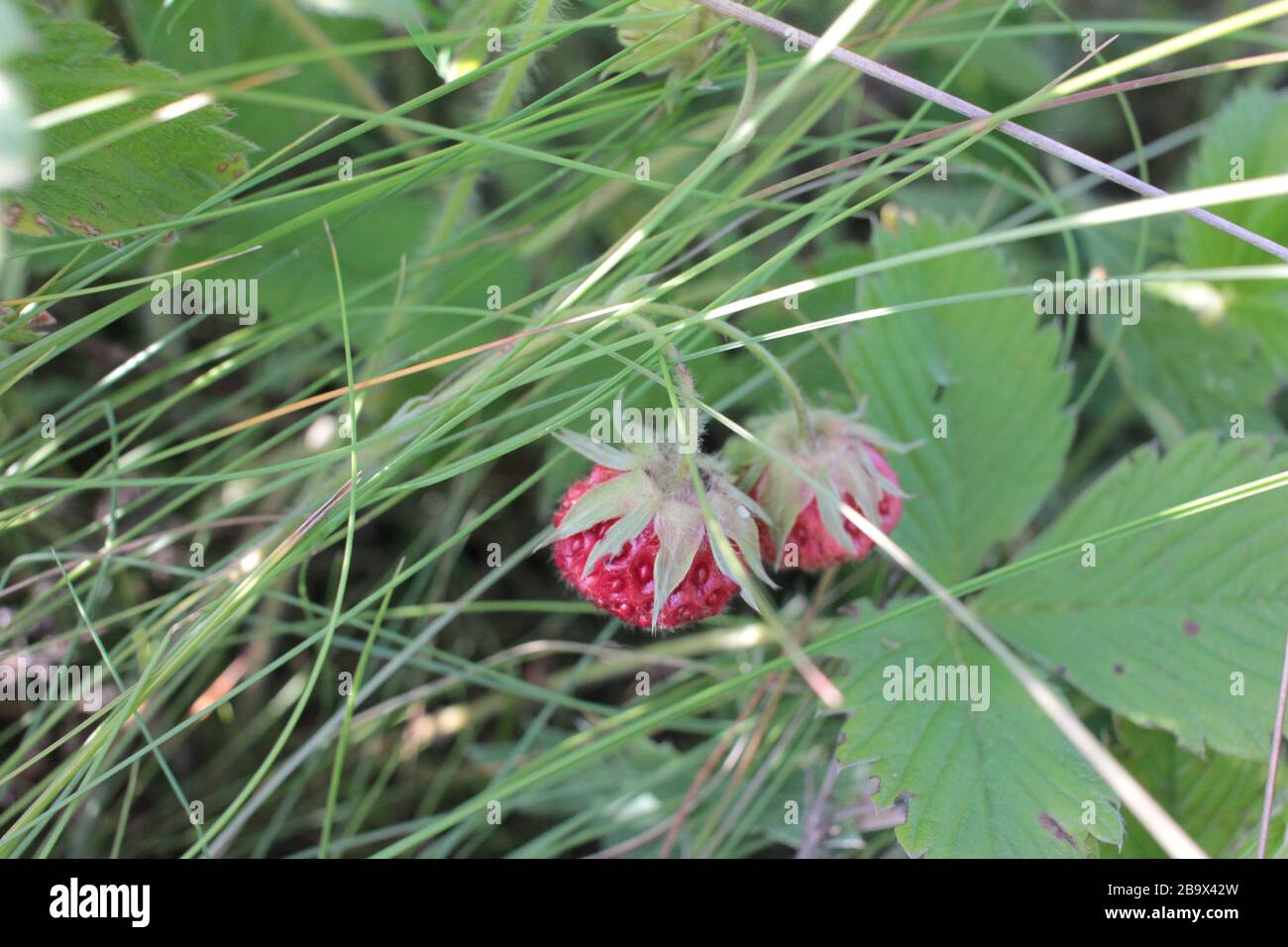 Fragole selvatiche tra foglie verdi e erba sul prato. Sfondo naturale estivo Foto Stock