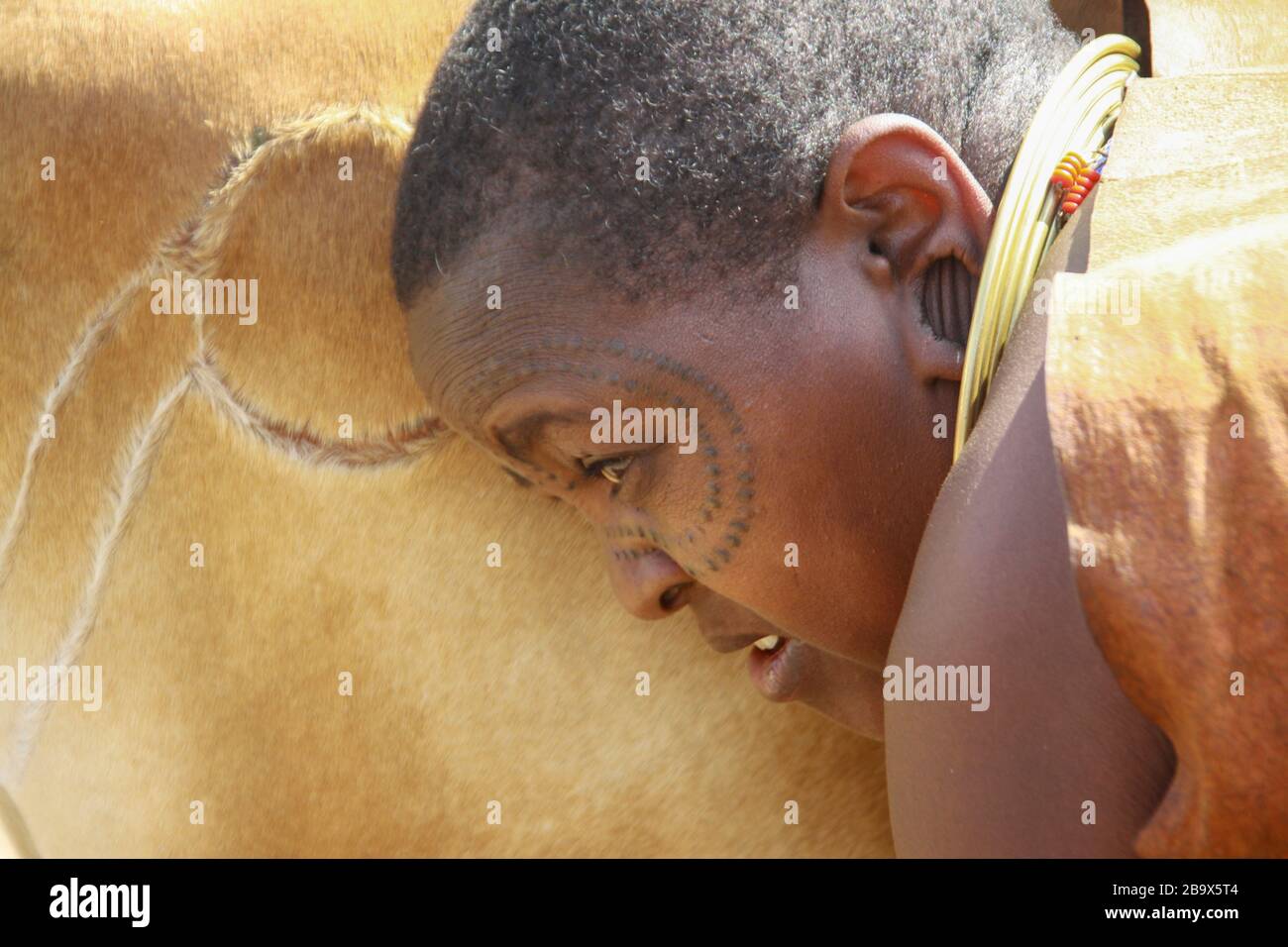 Africa, Tanzania, membri femminili della tribù Datoga (Datooga) in abiti tradizionali, mungono una mucca. Lo sciarpa di bellezza può essere visto intorno ai suoi occhi Foto Stock