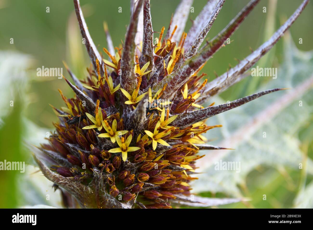 Gundelia tournefortii (Tumble Thistle) fotografato nella Jordan Rift Valley, Israele nel mese di marzo Foto Stock