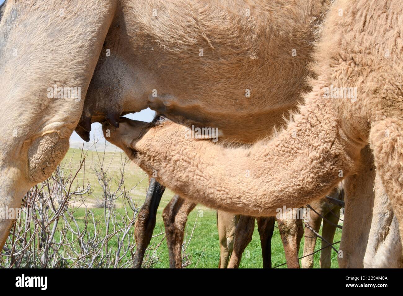 Un cammello arabo femminile (Camelus dromedarius) alimenta la sua nuova prole nata. Fotografata valle di Kidron, deserto della Giudea, Cisgiordania Palestina Israele in M Foto Stock