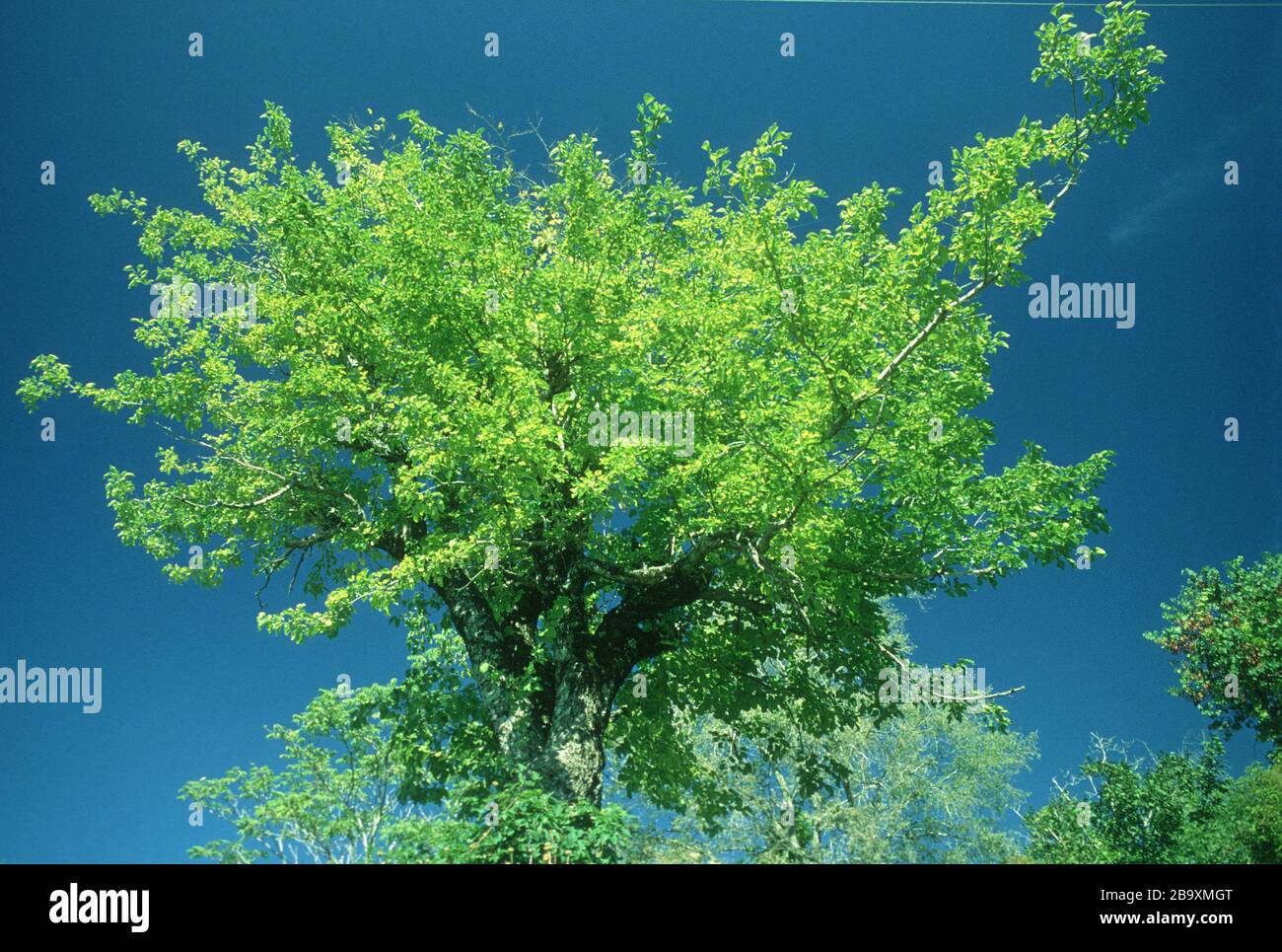 Foglie verdi fluorescenti di un albero, adagiato contro un cielo blu profondo, in Lia (Lias), Epiro, Grecia Foto Stock