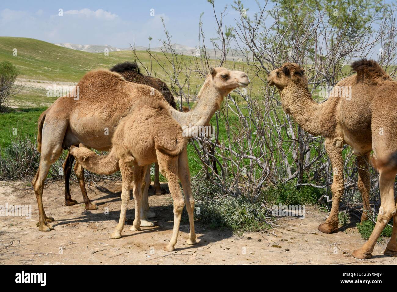 Un cammello arabo femminile (Camelus dromedarius) alimenta la sua nuova prole nata. Fotografata valle di Kidron, deserto della Giudea, Cisgiordania Palestina Israele in M Foto Stock