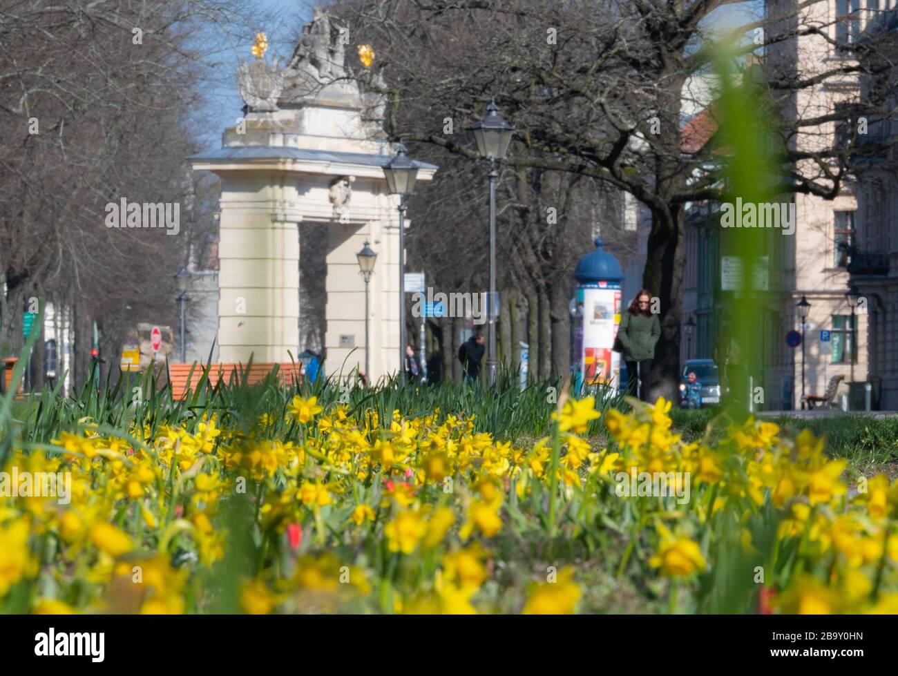 Potsdam, Germania. 25 Marzo 2020. I narcisi gialli e i tulipani sparsi iniziano a fiorire grazie al sole che si riscalda sullo sfondo del Jägertor di Hegelallee. Credito: Soeren Stache/dpa-Zentralbild/dpa/Alamy Live News Foto Stock