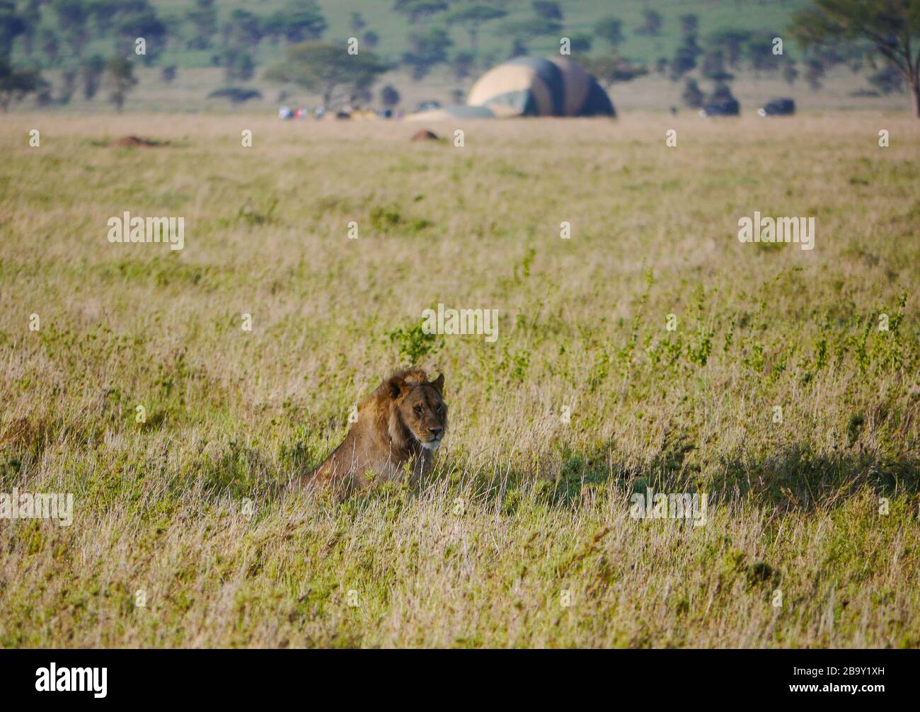 Leone maschile (panthera leo) adagiato nelle ombre poco profonde di un albero, sullo sfondo un safari in mongolfiera Foto Stock