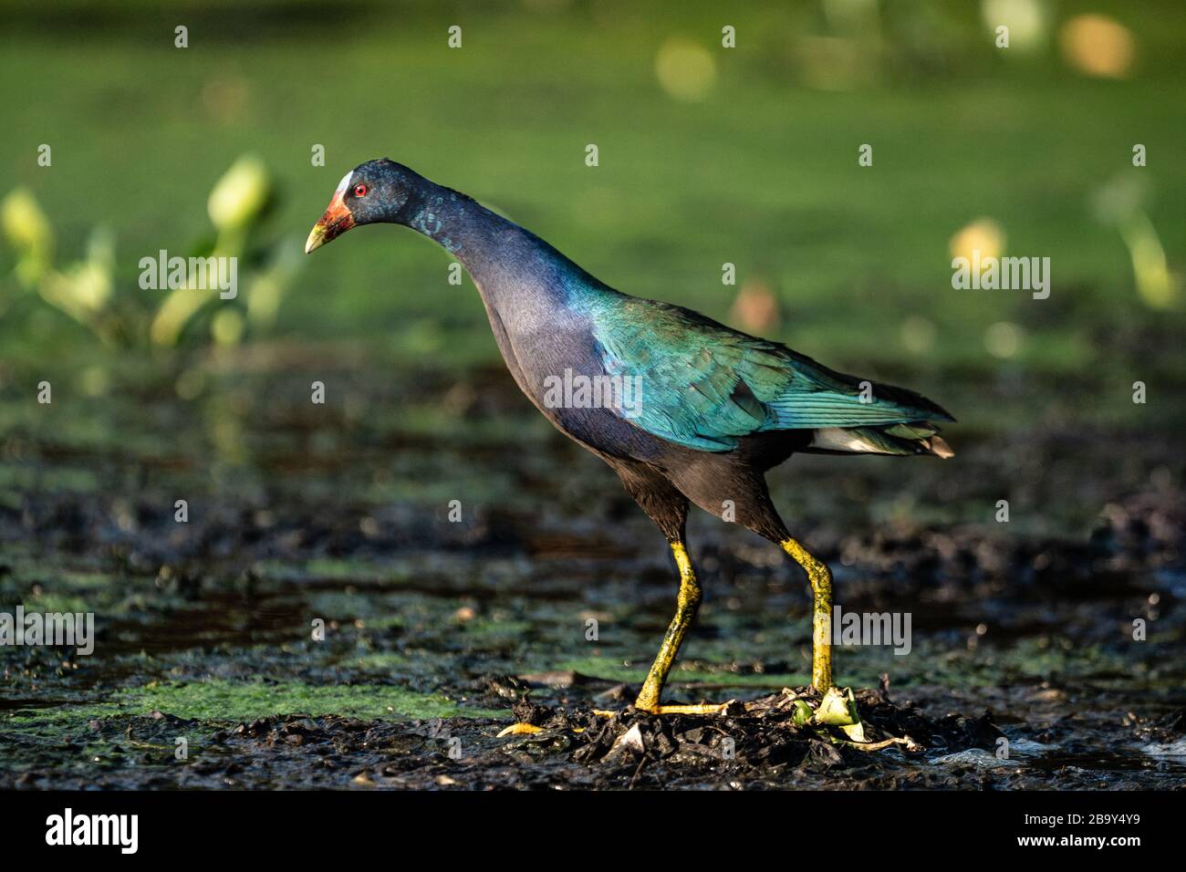 Gallinule viola (Porphyrio martinicus) nel Pantanal Foto Stock