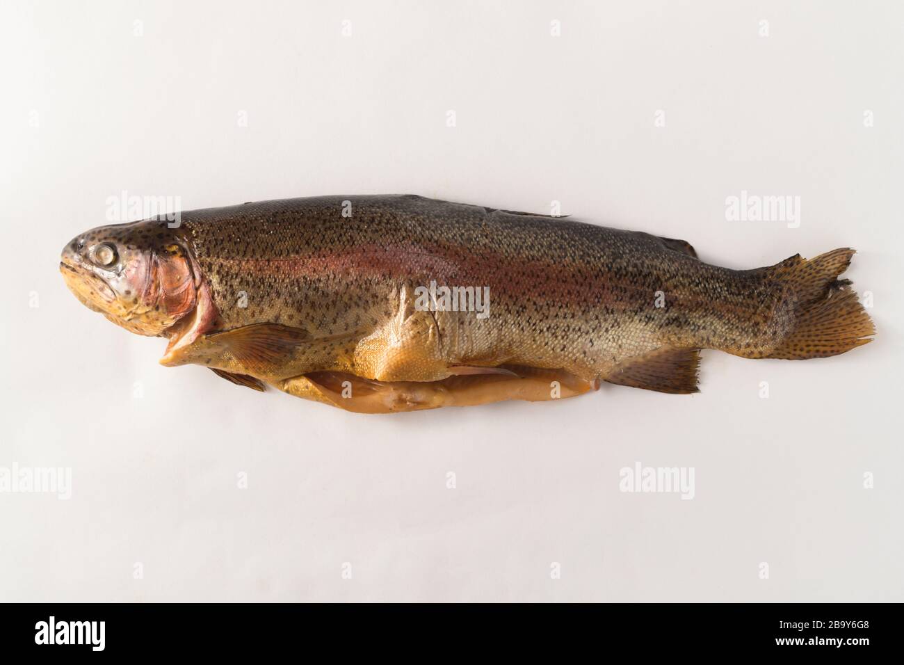 Pesce affumicato freddo. Trota fluviale, arcobaleno, oro, lago, freddo Karelian affumicato su sfondo bianco Foto Stock