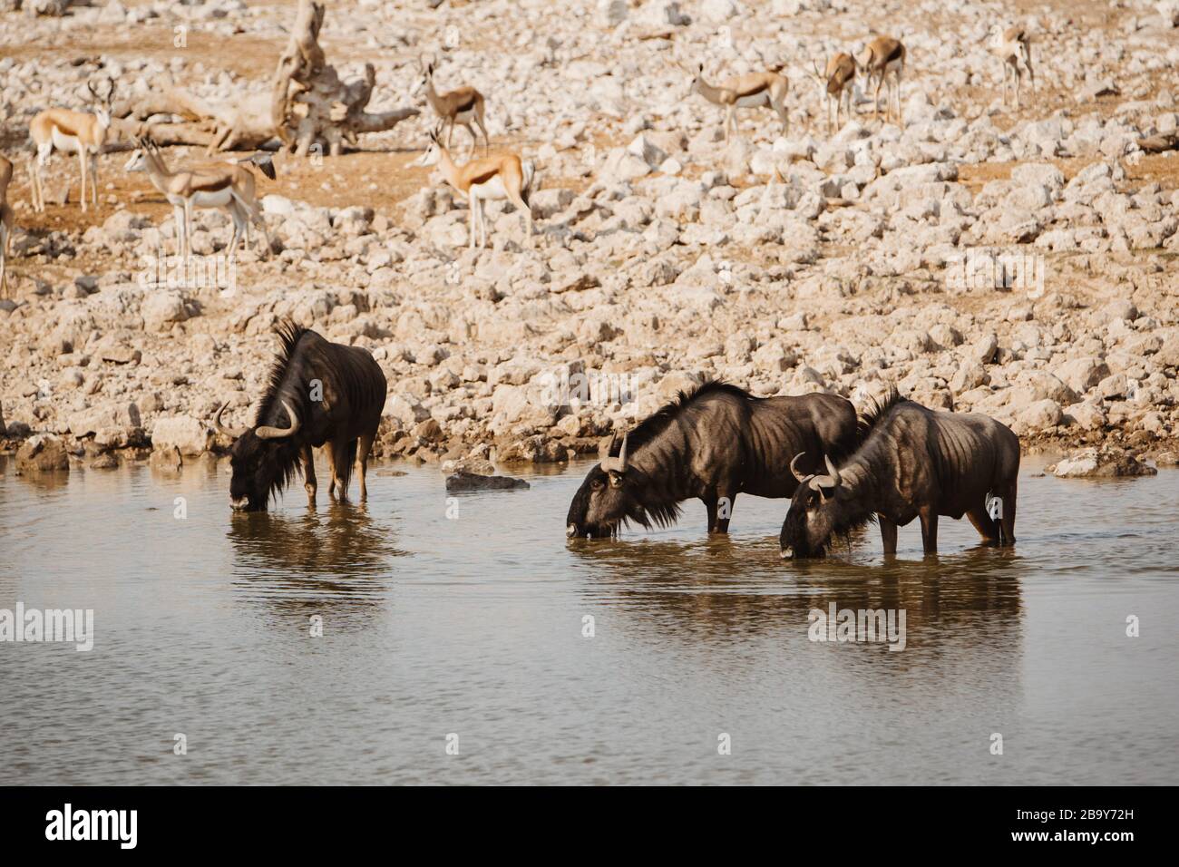 Parco nazionale dell'Africa con bufali selvatici che bevono dal buco dell'acqua Foto Stock