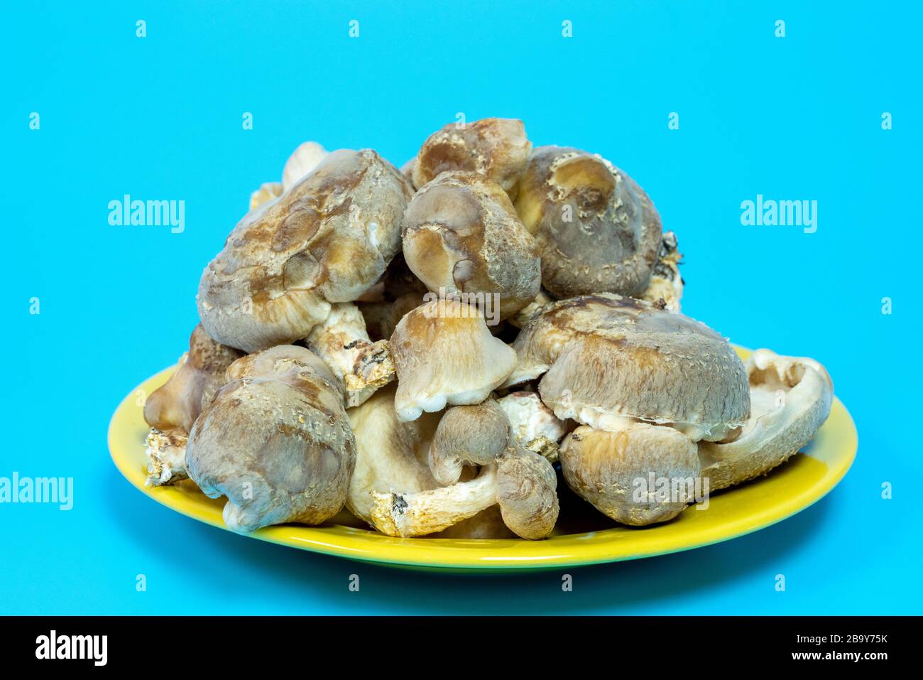 Funghi shiitake sul piatto. È considerato un fungo medicinale in alcune forme di medicina tradizionale Foto Stock