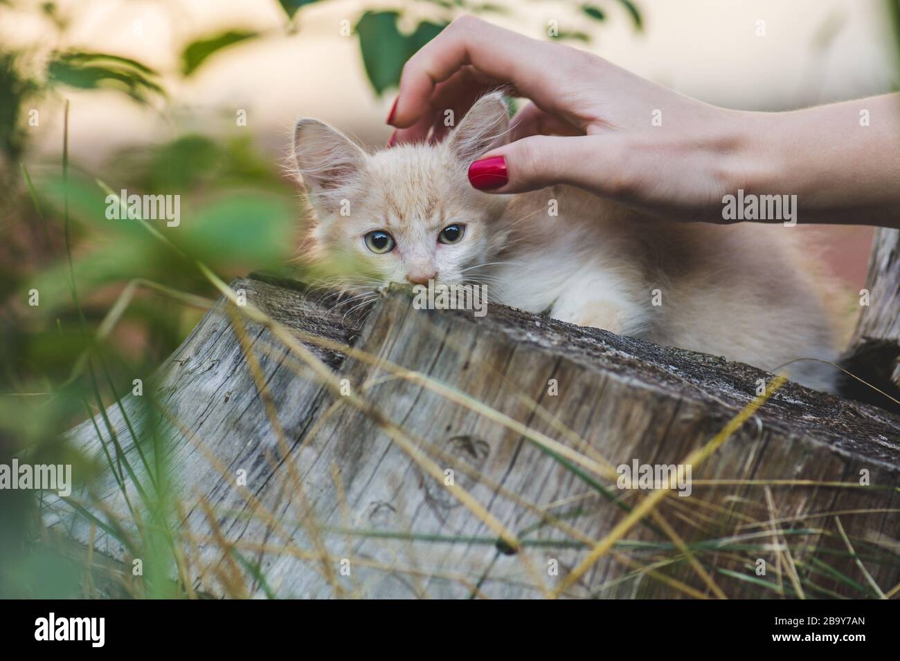 Donna gioca con gattino nel giardino Foto Stock