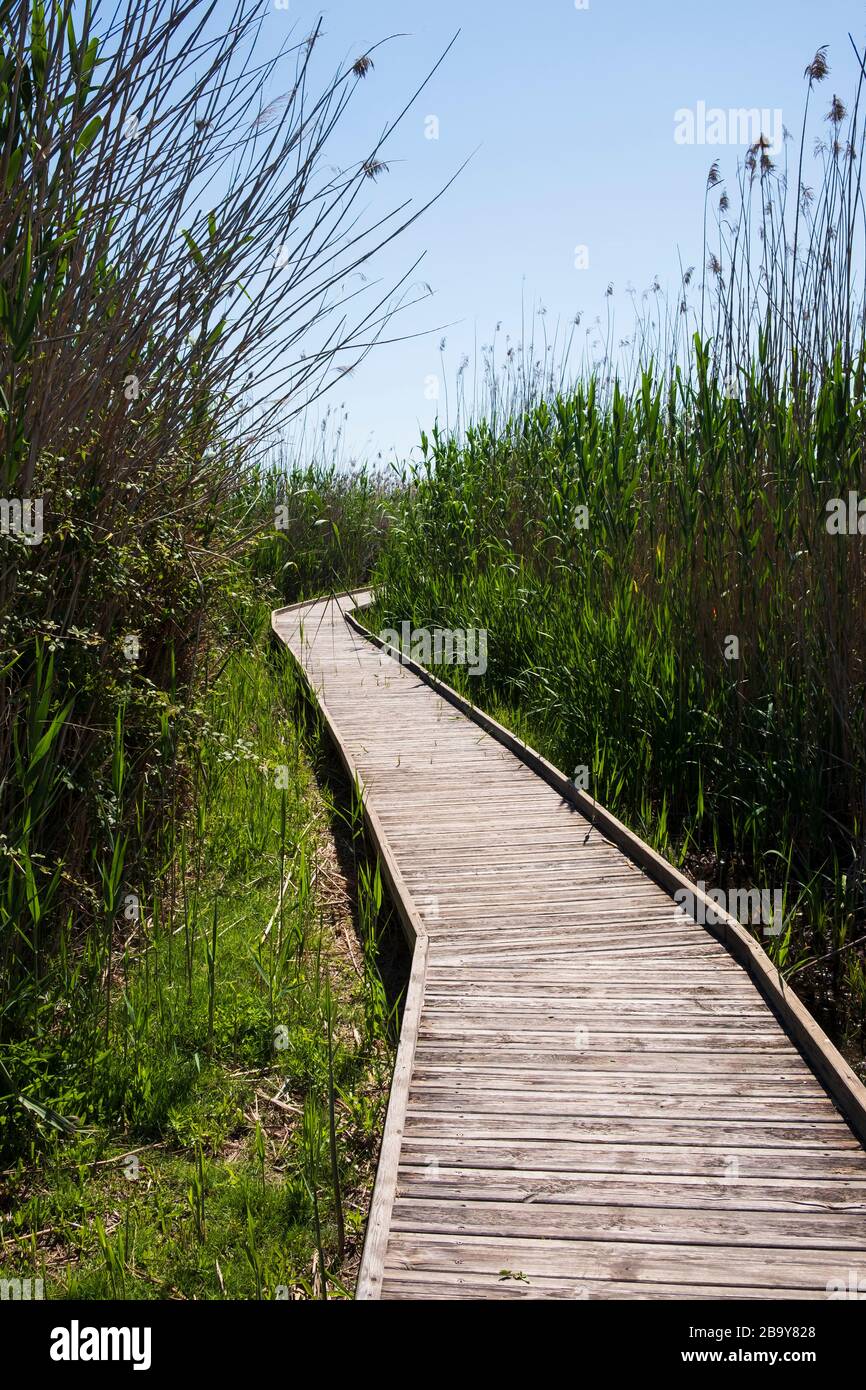 Passerella a piedi e le canne al Marjal a Font Salada, Oliva, Spagna Foto Stock