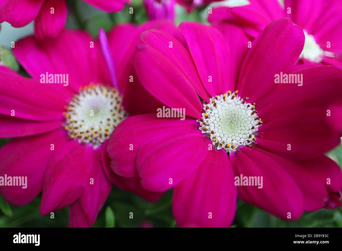Fiori rosa con balestre bianche e foglie verdi, fiori rosa primaverili con petali morbidi macro, fiori rosa, fiori macro, fiori primaverili, bellezza in natura Foto Stock