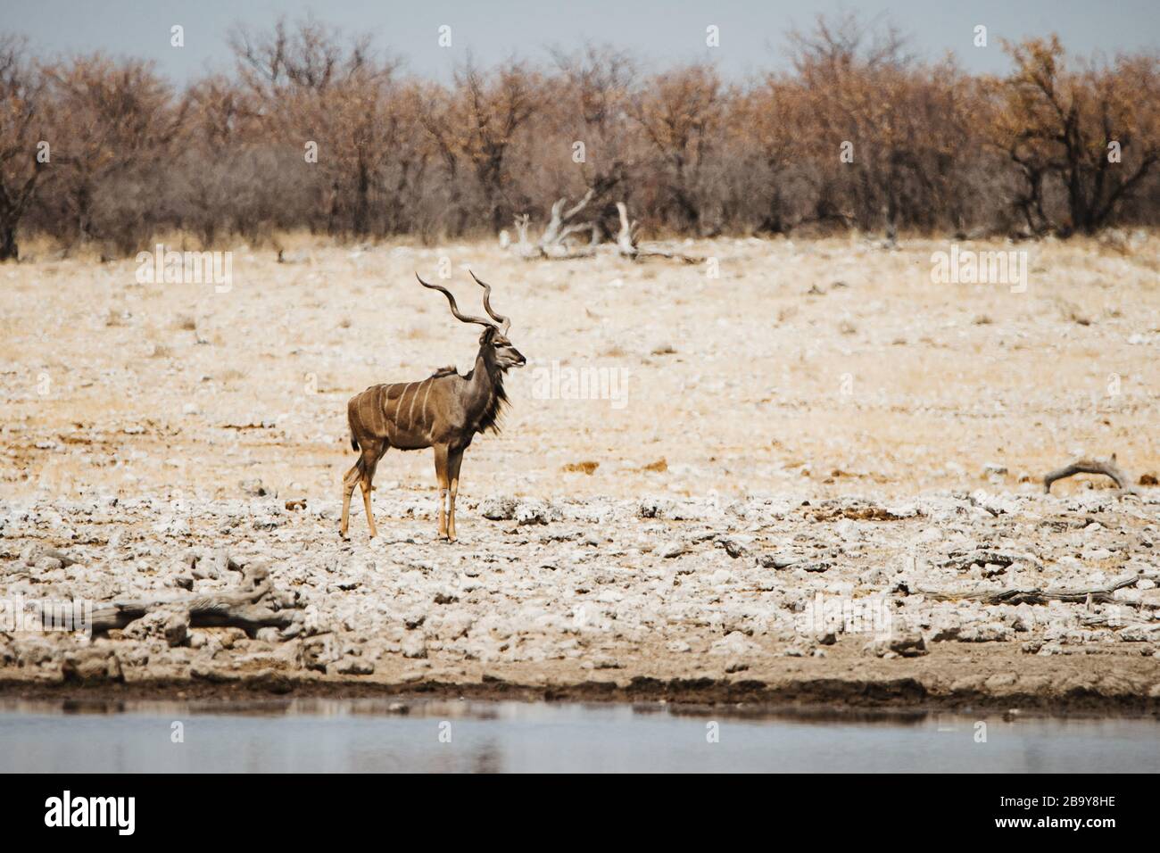 Terra comune, antilope di terra, orice di Taurotragus, toro nel deserto al pozzo d'acqua Foto Stock