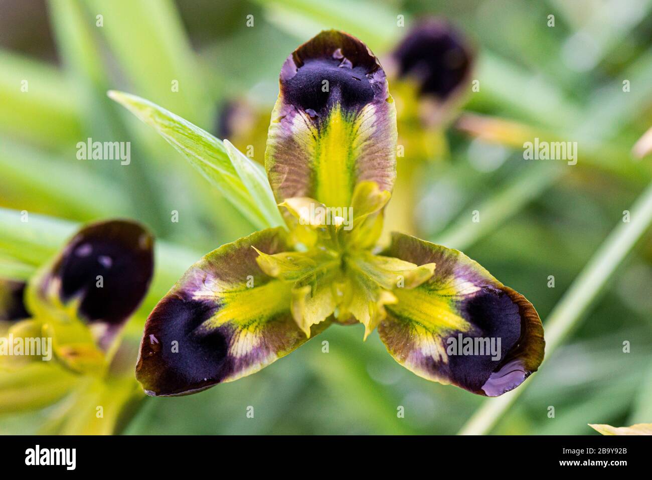 Il fiore della testa di un serpente iride (Iris tuberosa) Foto Stock