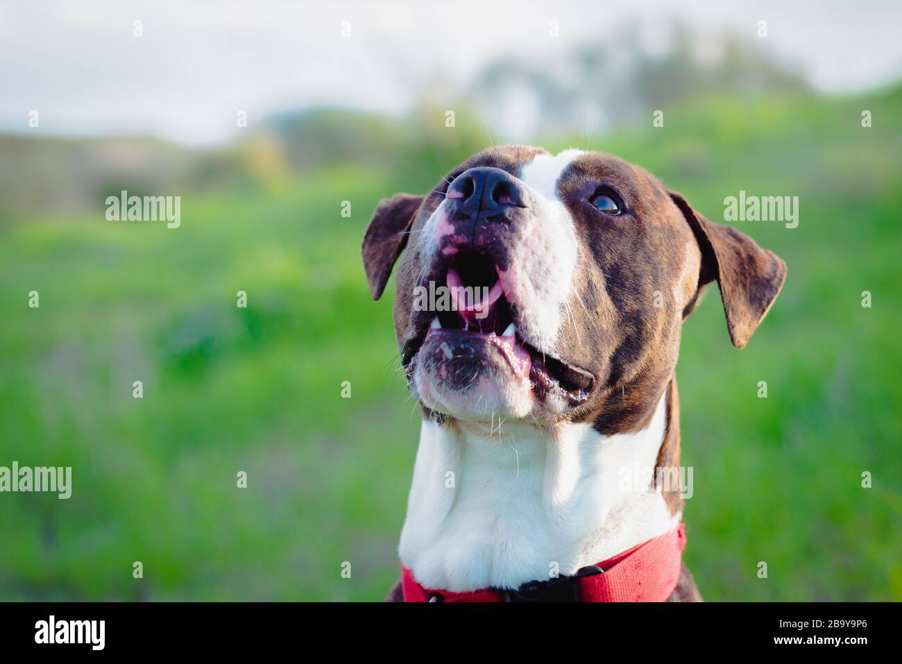 American Stanford o Staffordshire sul campo con spazio di copia per il testo Foto Stock