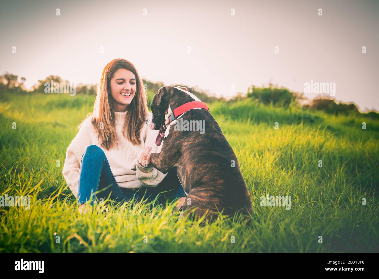 Giovane donna con cappotto rosso e jeans addestramento American Staffordshire terrier nel campo Foto Stock
