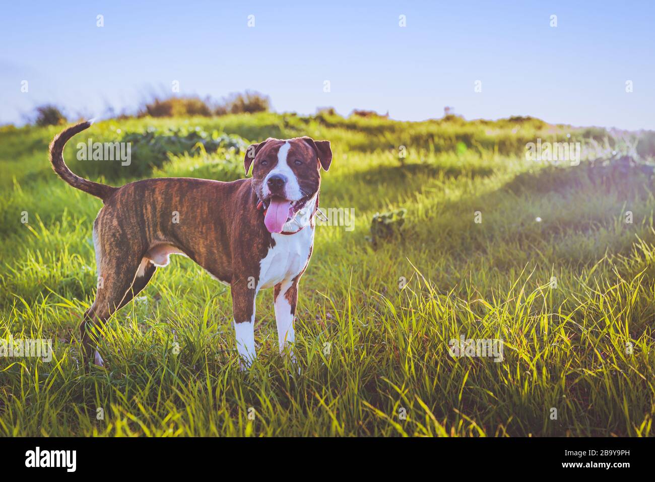 American Stanford o Staffordshire sul campo con spazio di copia per il testo Foto Stock