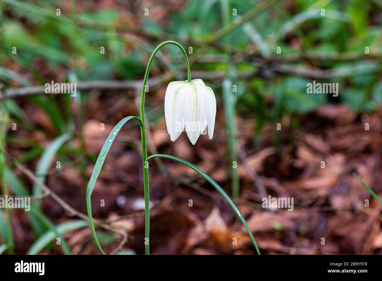 Una testa di serpente bianco fritillary flowers (Fritillaria meleagris) Foto Stock