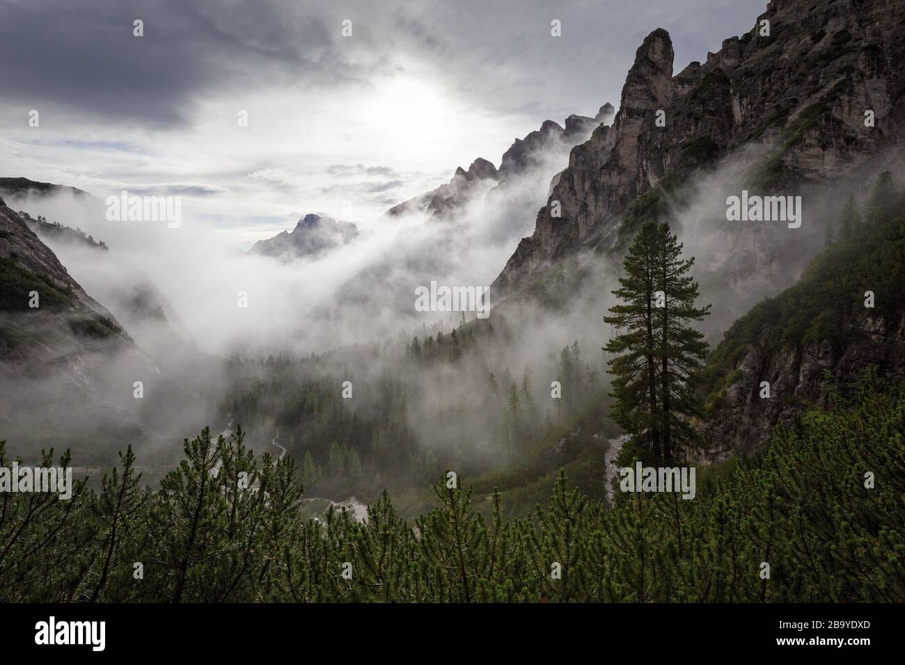 Retroilluminazione, nebbia e nuvole sulla valle alpina. Bianco nero paesaggio di montagna con Pinus cembra albero. Le Dolomiti di Sesto. Alpi italiane. L'Europa. Foto Stock