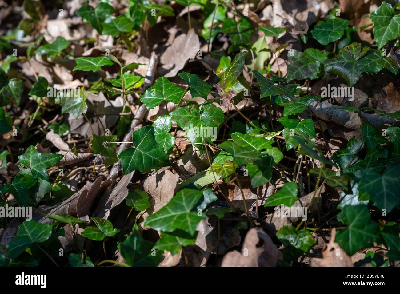 Ivy che cresce selvaggio sul terreno in una macchia di bosco con un gran numero di foglie marroni caduti tra le foglie di edera. Foto Stock