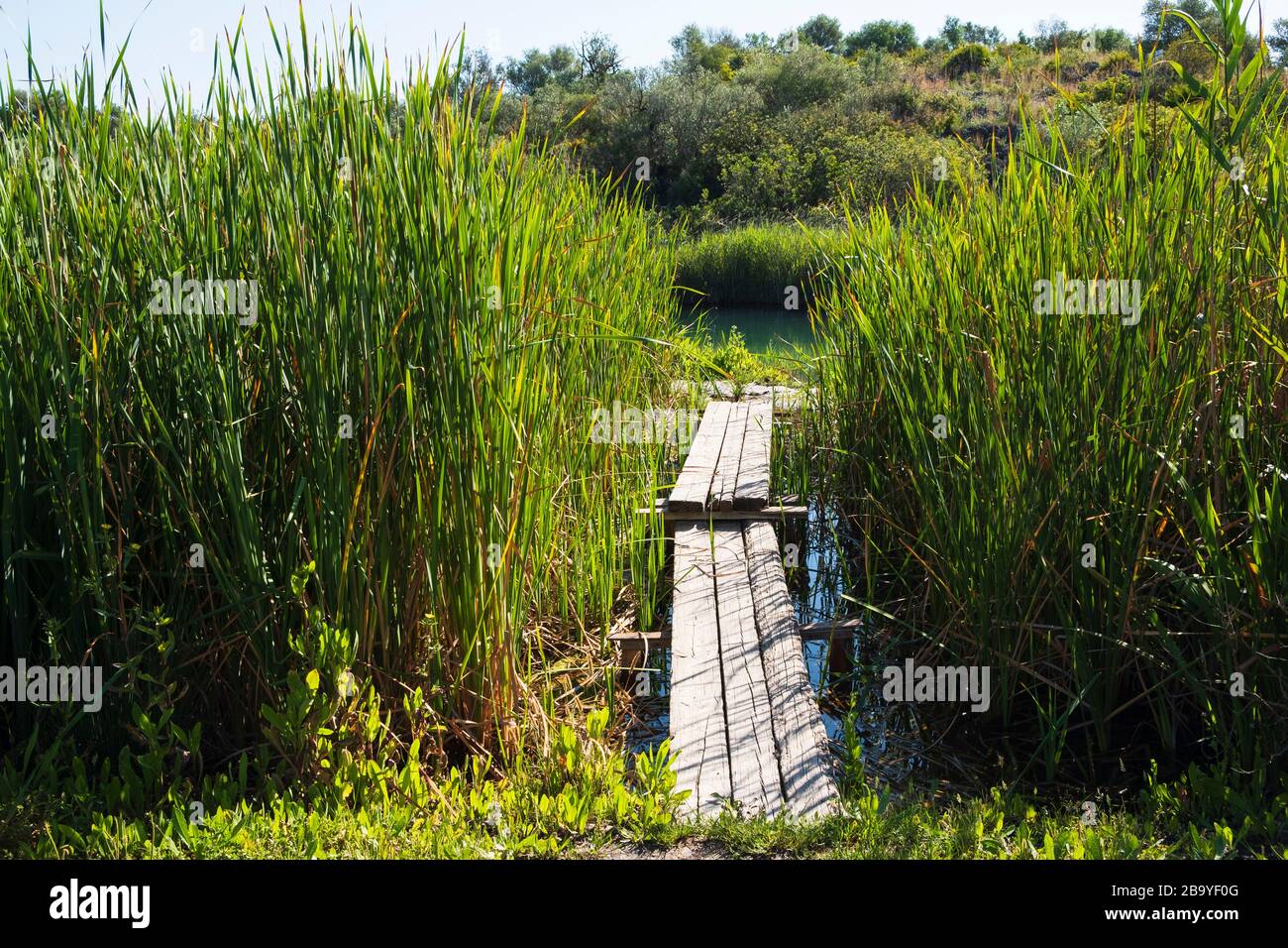 Passerella a piedi e le canne al Marjal a Font Salada, Oliva, Spagna Foto Stock