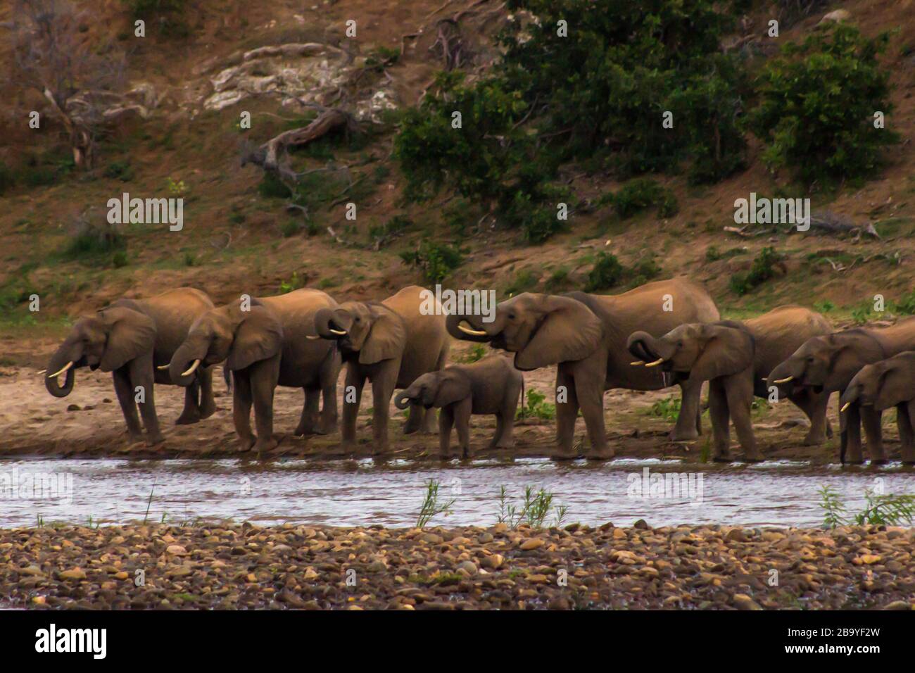 Una mandria di elefanti con un ultimo drink prima della caduta notturna presso il Parco Nazionale Kruger River di Olifants, Sudafrica Foto Stock