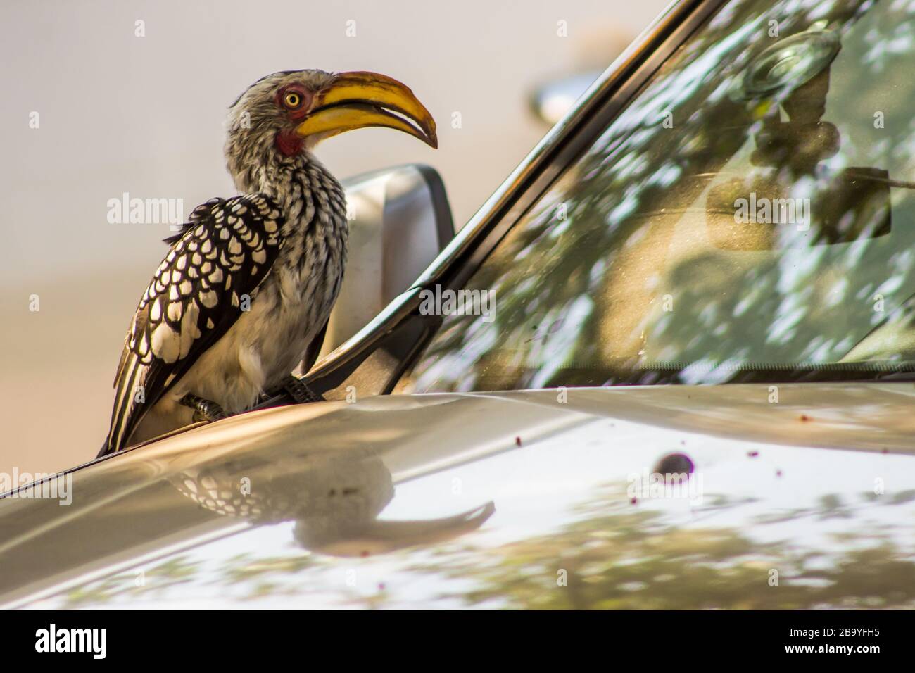 Becco giallo meridionale, Tockus leucomelas, su un'auto alla ricerca di insetti intrappolati al parabrezza nel Kruger National Park, Sudafrica Foto Stock